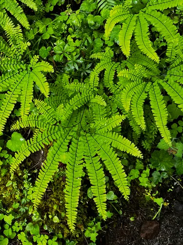 Aleutian Maidenhair