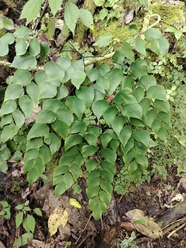 Double Edge Maidenhair