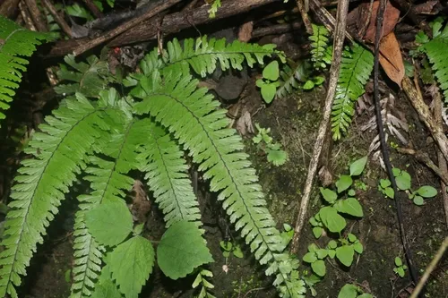 Tailed Maidenhair — photo by lubukun