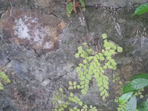 Polished Maidenhair — photo by Dulyana Apoorva Wanigasooriya