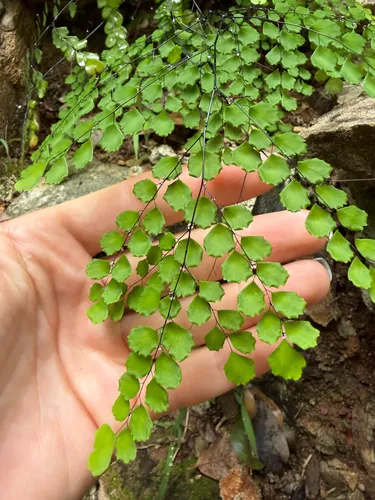 Fragile Maidenhair (var. rigidulum) — photo by easterndiamondbrat