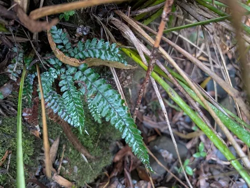 Rough Maidenhair — photo by mrlachlanb