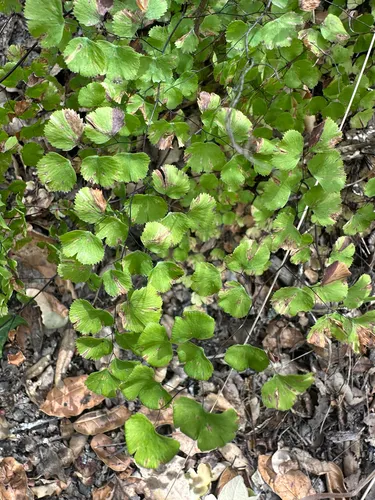 California Maidenhair