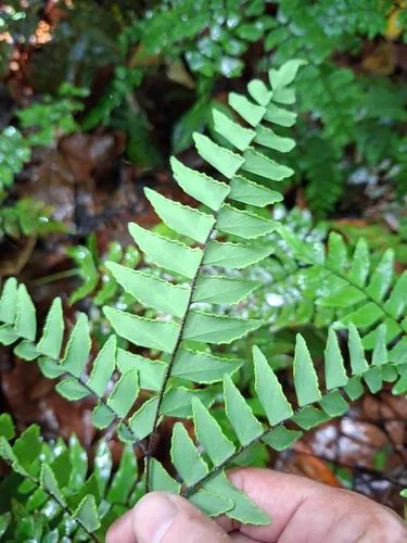 Broadleaf Maidenhair