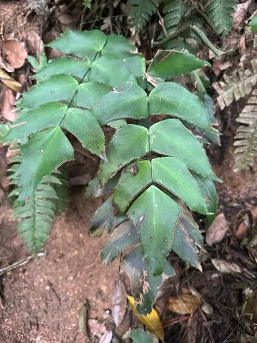 Largeleaf Maidenhair — photo by twk68