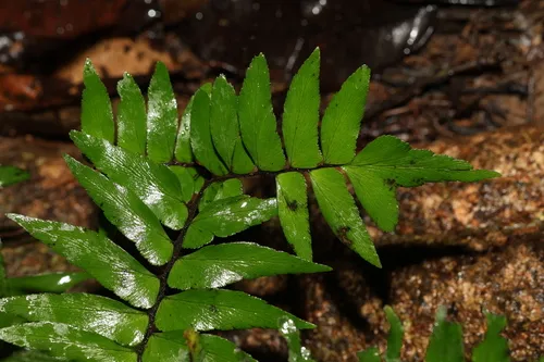 Oblique Maidenhair — photo by Hervé GALLIFFET