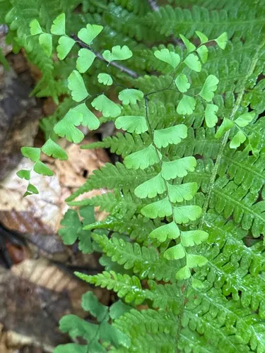 Northern Maidenhair — photo by Michael Shoop