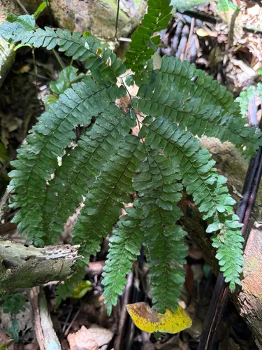 Pyramid Maidenhair — photo by Omar Monzon Carmona