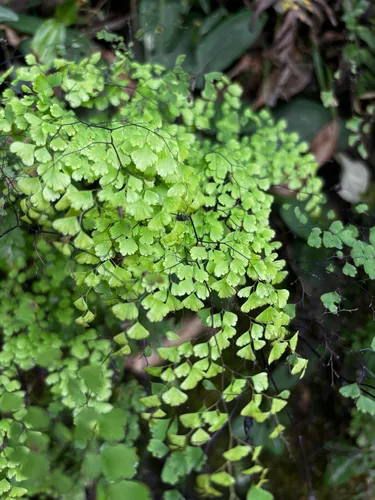 Delta Maidenhair — photo by Júlio Castellain