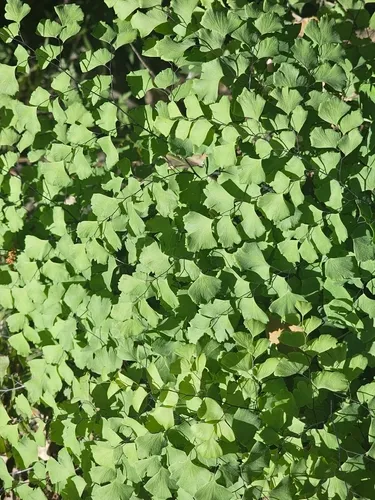 Shasta Maidenhair — photo by Oliver