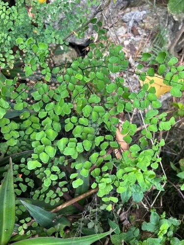 Fan Maidenhair