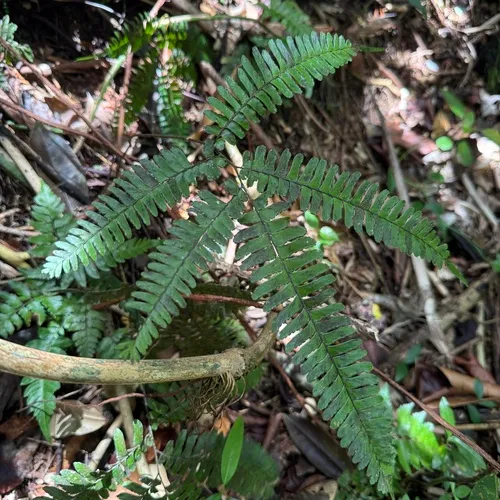 Fourleaf Maidenhair — photo by Omar Monzon Carmona