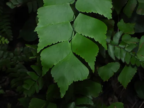 Diamond Maidenhair — photo by Pasindu Dilshan Abegunawaradhana