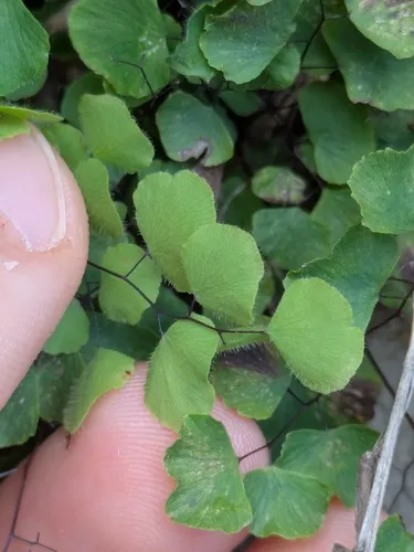 Fuzzy Maidenhair — photo by Eric Knight