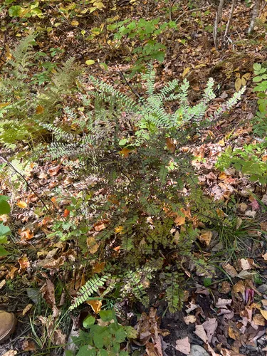 Green Mountain Maidenhair — photo by Cy Stavros