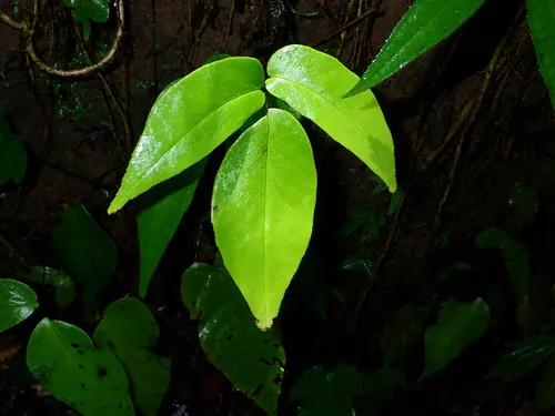 Wilson's Maidenhair — photo by Julien Renoult