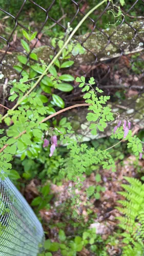 Allegheny Vine — photo by marie1330