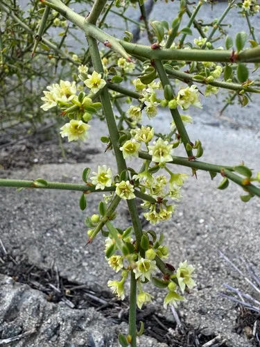 California Prickbush