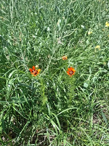 Summer Pheasant's Eye