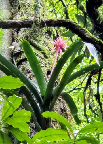 Urnplant