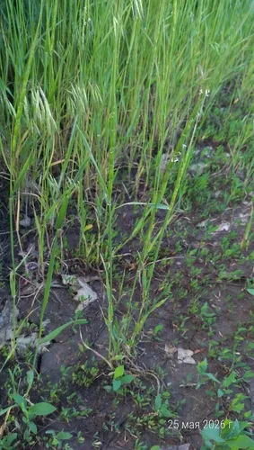 Jointed Goatgrass