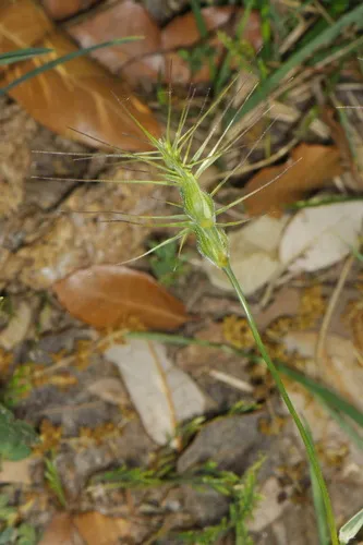 Ovate Goatgrass