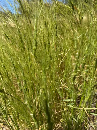 Barbed Goatgrass