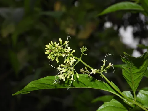 Caribbean Spiritweed