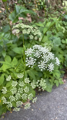 Bishop's Goutweed — photo by eleanorholden