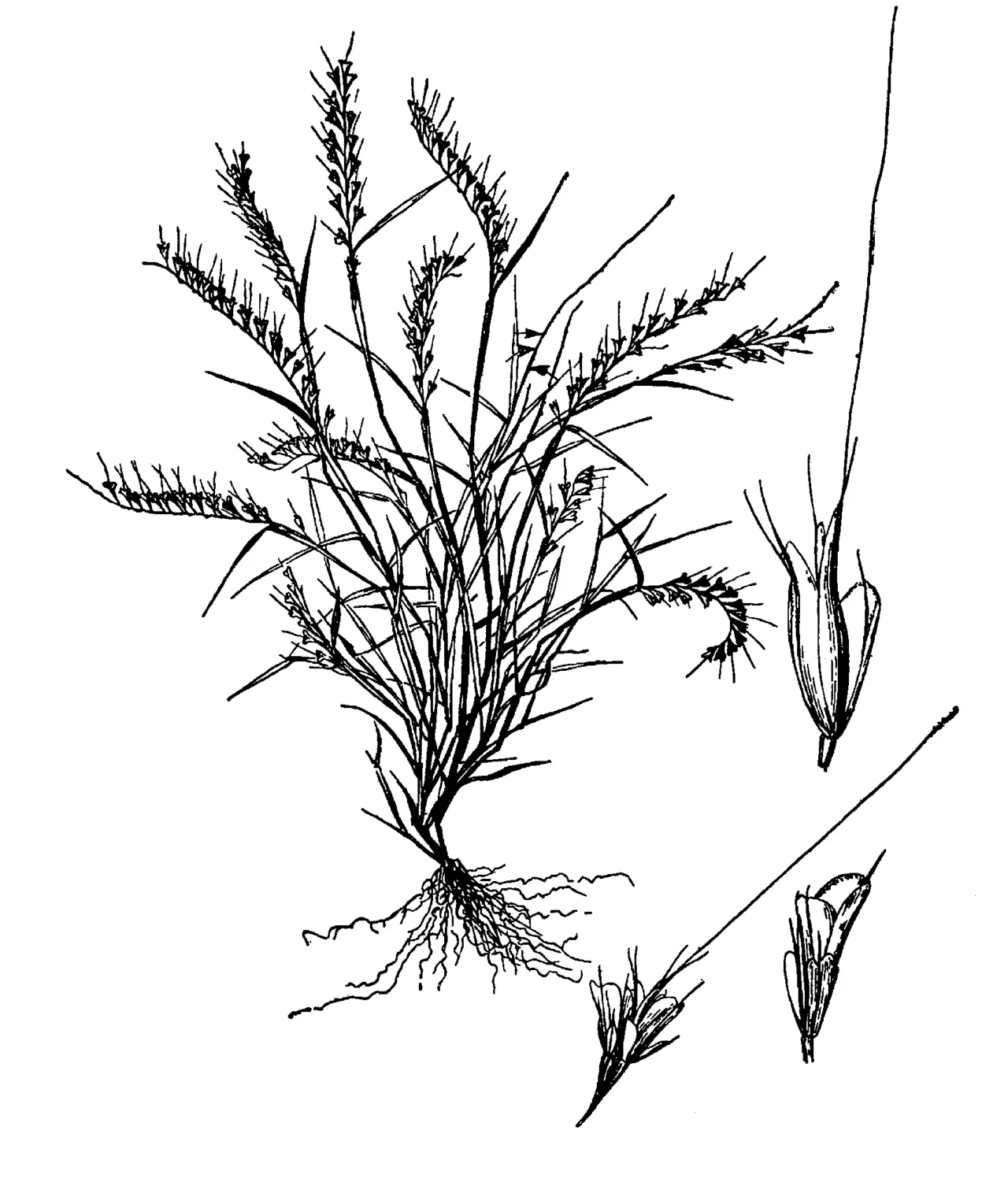 Fragilegrass