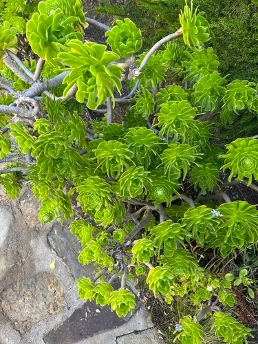Tree Aenium — photo by Max Darraidou
