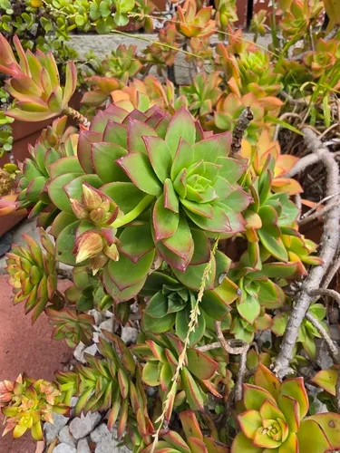 Haworth's Aeonium