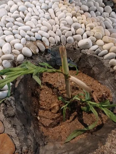 Indian Jointvetch