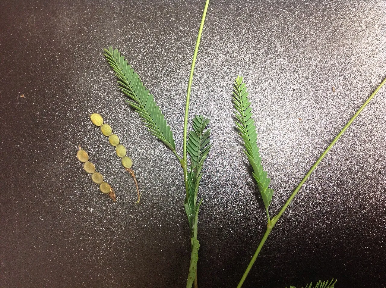 Pannicle Jointvetch — photo by User:Btcpg
