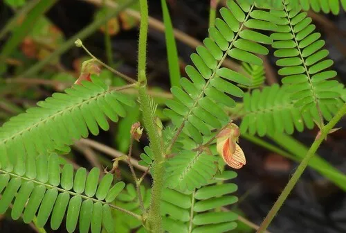 Zigzag Jointvetch — photo by Hugo Hulsberg