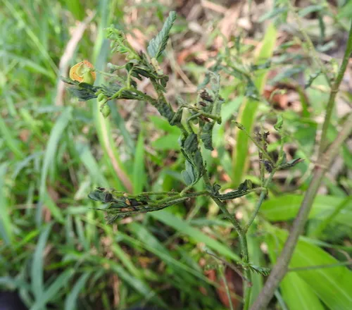 Sensitive Jointvetch