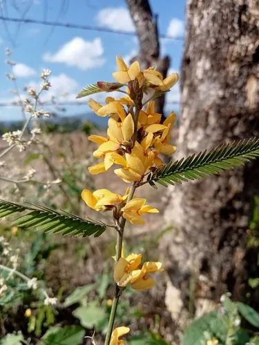 Hairy Jointvetch