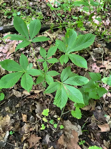 Ohio Buckeye — photo by ajworley