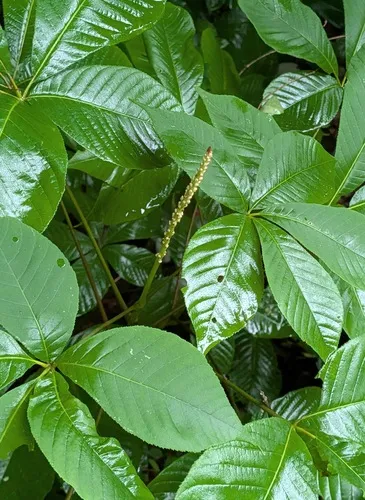 Bottlebrush Buckeye