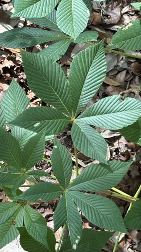 Red Buckeye (var. pavia) — photo by Gary Rogers