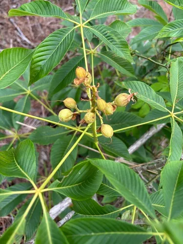 Painted Buckeye — photo by Becky Dill