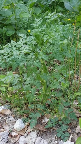 Fool's Parsley — photo by Jiří Danihelka