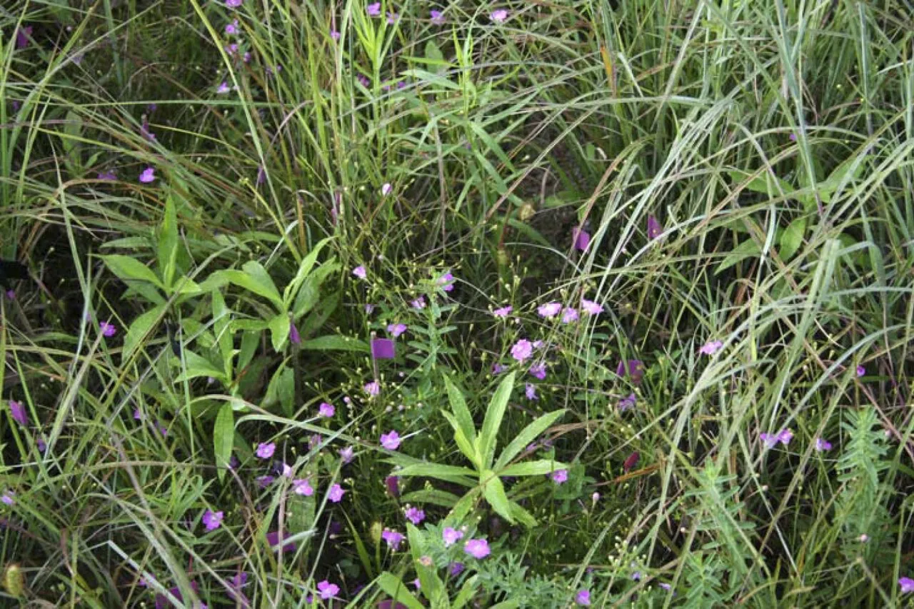 Sandplain False Foxglove — photo by Erin King, botanist for U.S. Fish and Wildlife Service, 2009