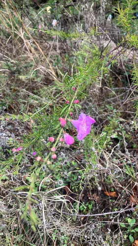 Beach False Foxglove