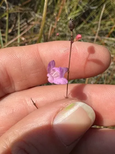 Jackson False Foxglove — photo by Emmett Carstens