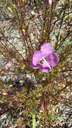 Seminole False Foxglove — photo by Connie Nagele