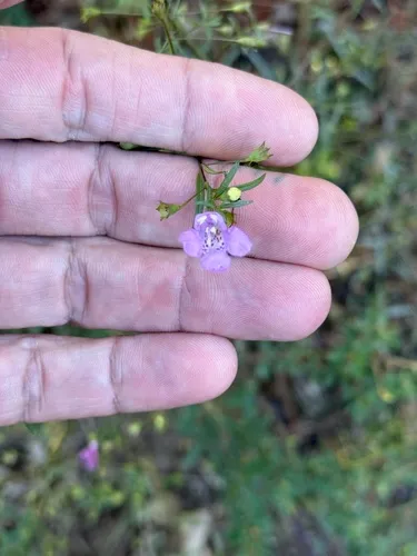 Roundstem False Foxglove — photo by Tom Groves