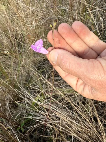 Coastal Plain False Foxglove