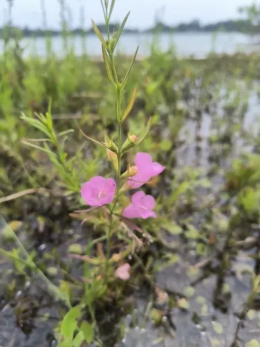 Prairie False Foxglove — photo by 🐦⬛ Randolph (Randy) King 🐦⬛