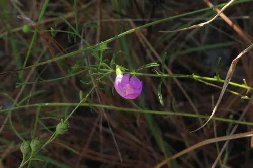 San Antonio False Foxglove — photo by David A. Harrison